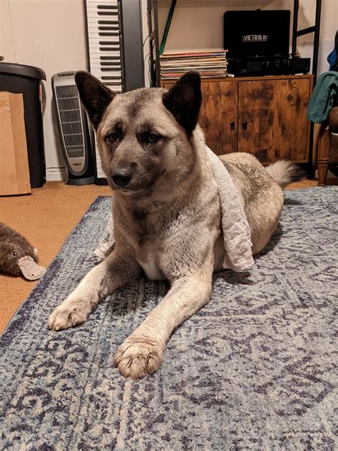 DNA Results Came Back, my lil bastard : r/akita