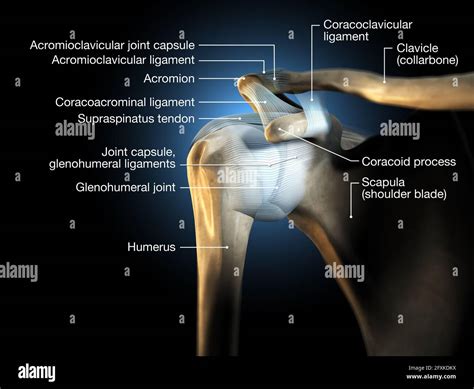 Subacromial bursitis hi-res stock photography and images - Alamy
