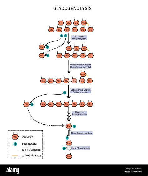 Glycogenolysis, illustration. Glycogenolysis is the breakdown of glycogen (stored in liver and ...