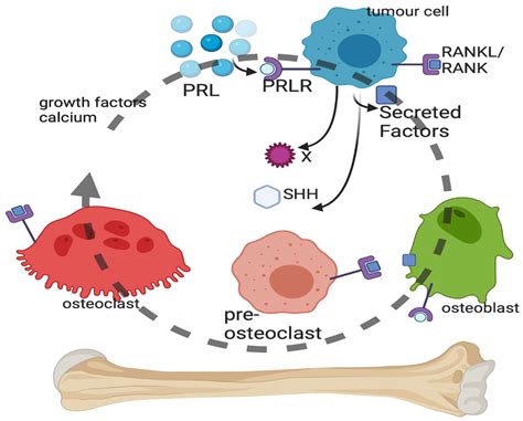 Breast Tumor Metastasis and Its Microenvironment: It Takes Both Seed ...
