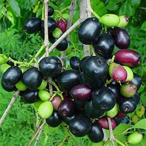 SRUSHTI TRADERS Jamun Jambul Fruit Tree Live Plant : Amazon.in: Garden ...