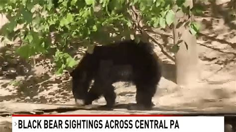 Black bear sightings rise in Central PA, caution urged by officials