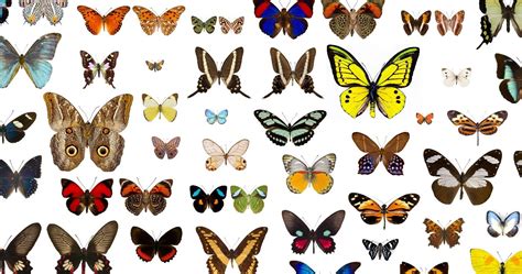 6 Different Types Of Butterflies Butterfly Photos Butterfly