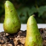 Pera: la fruta ideal para encarar la cuesta de septiembre