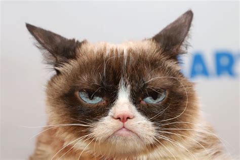 Image result for Grumpy Cat Origin