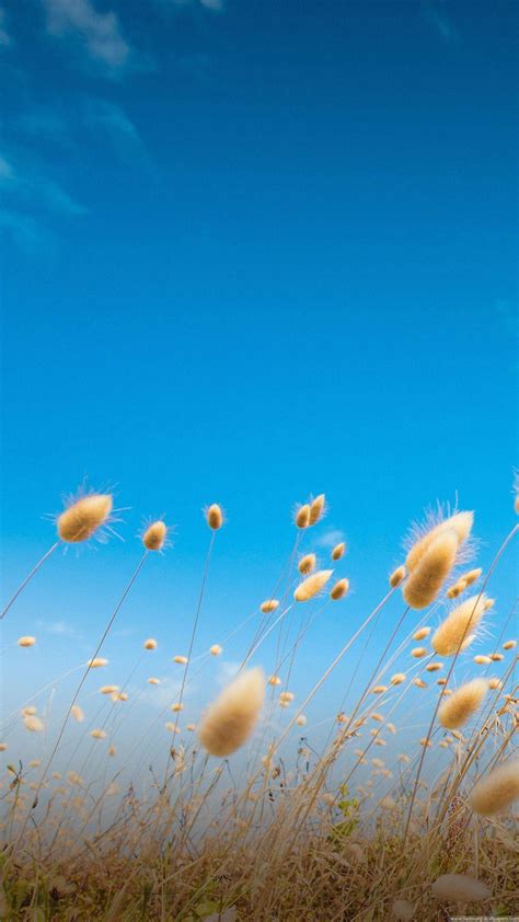 Bing Wallpaper Mobile Phone 的图像结果