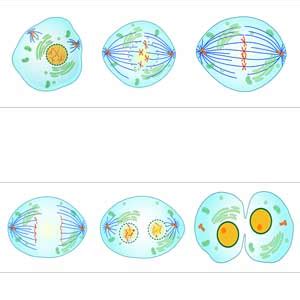 Image result for Crash Course Cell Cycle