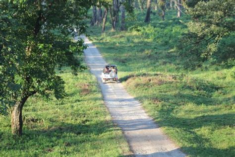 Gorumara Forest (Jalpaiguri) - 2019 What to Know Before You Go (with ...