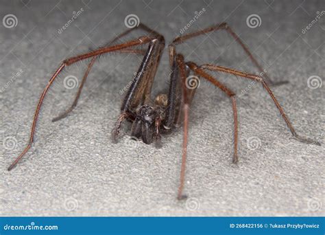 Giant House Spider (Eratigena Atrica). Stock Photo - Image of european ...