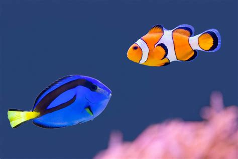 What Makes A Dory Blue Tang Fish