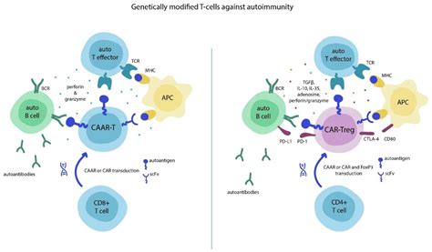 Application of CAR-T Cell Therapy beyond Oncology: Autoimmune Diseases ...