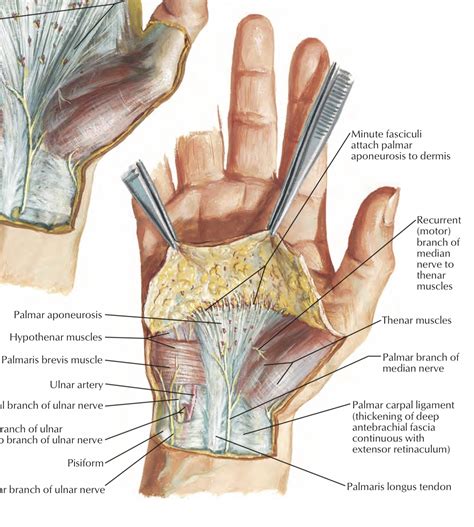 Retinaculum Flexorum