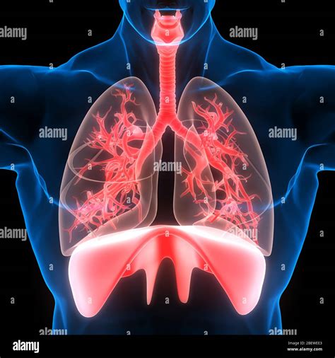 Image result for Lung Segmentation Using CNN