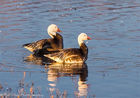 Snow Goose Numbers 的图像结果
