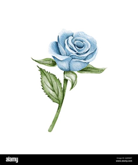 Watercolor blue beautiful rose. Hand drawn vintage illustration Stock ...