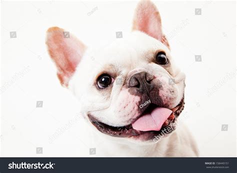 French Bulldog Smile