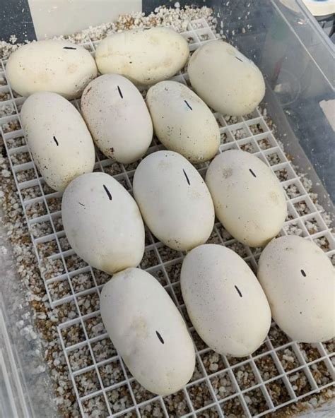 Ball Python Eggs 的图像结果