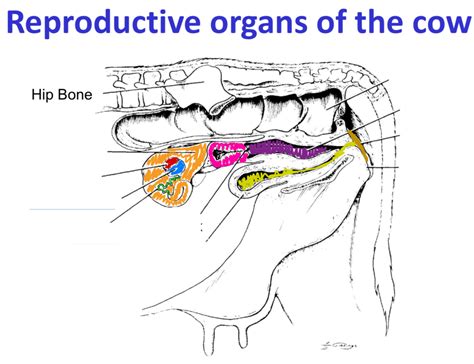 Cow Reproductive System Model 的图像结果