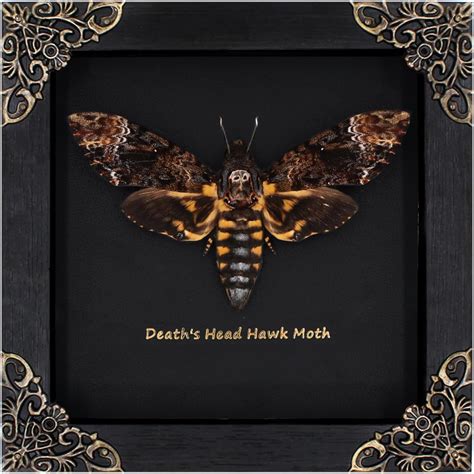 Amazon.com - Agaoece Death Head Moth Acherontia Framed Decoration,Black ...