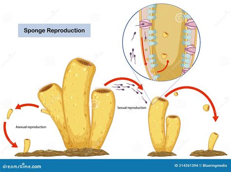 Asexual and Sexual Reproduction of Sponges Diagram Stock Vector ...