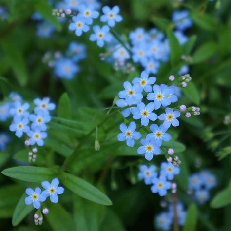 Free Images : flower, pet, wildflower, forget me not, gentle, yarrow ...