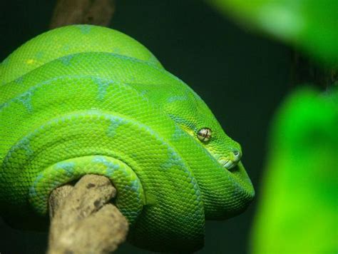 Image result for Green Tree Python Wallpaper