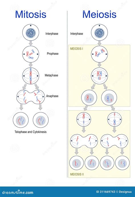 Image result for Cell Division Process