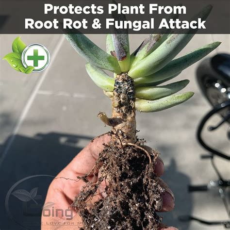 Washed Cinder for Plants – Going Greens