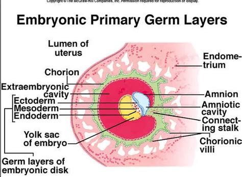 Image result for Germ Cell Development
