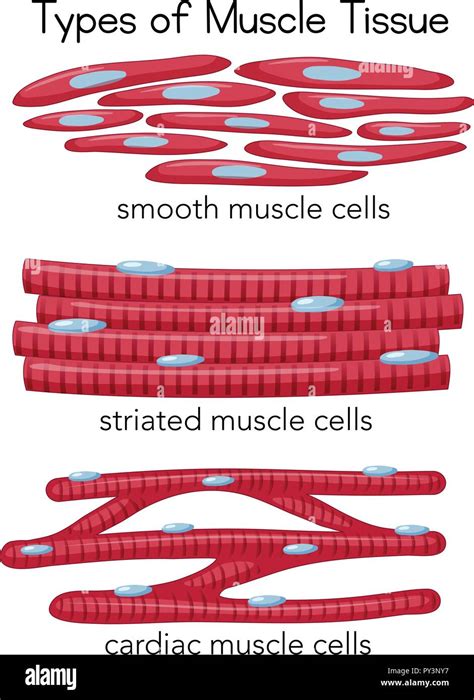 Image result for Skeletal Muscle Tissue Types