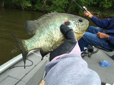 Image result for Clean and Cook Bluegill