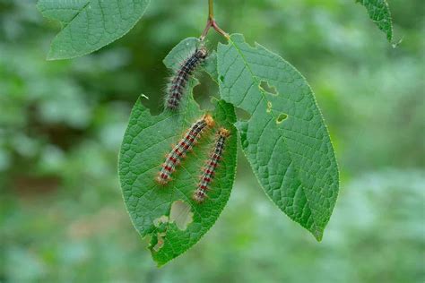 Image result for Gypsy Moth