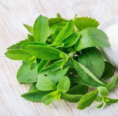 GEZ Candy Leaf - Stevia - Stevia Rebaudiana Seed Price in India - Buy ...