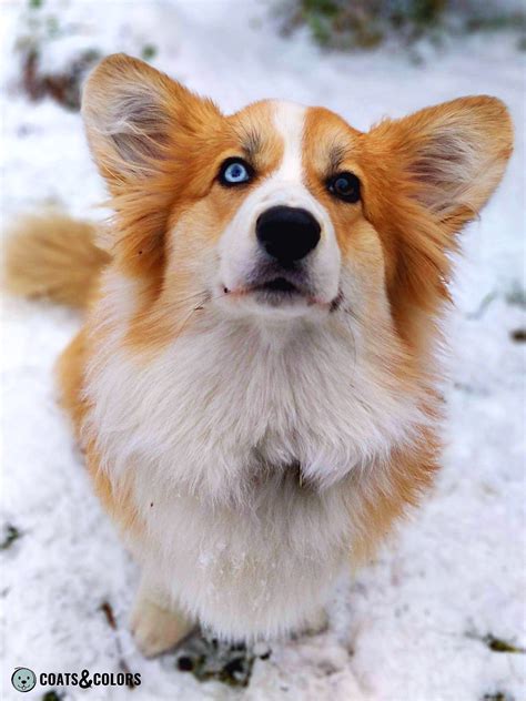 Pembroke Welsh Corgi Coat Colors | Coats and Colors