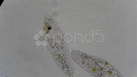 Paramecium Under Microscope