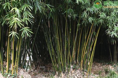 竹子长竹节的原因（竹子为什么有竹节） - 达达搜