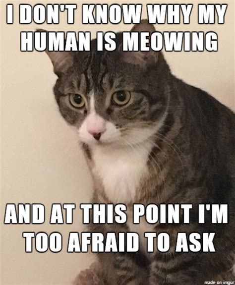 Confused Cat Meme - Meme Guy