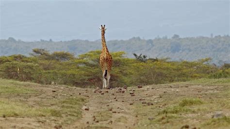 JavaScript Tutorial Giraffe 的图像结果