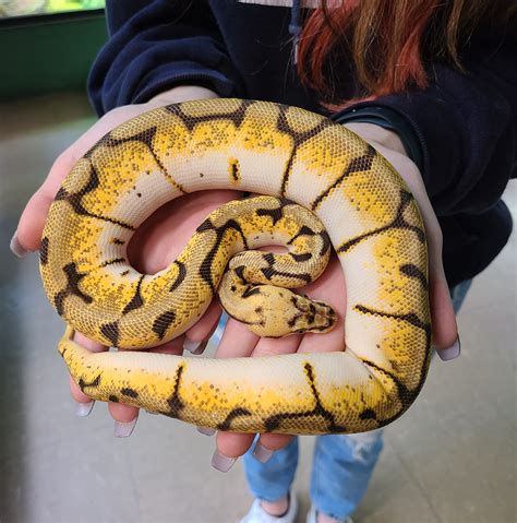 Image result for Axanthic Spider Ball Python