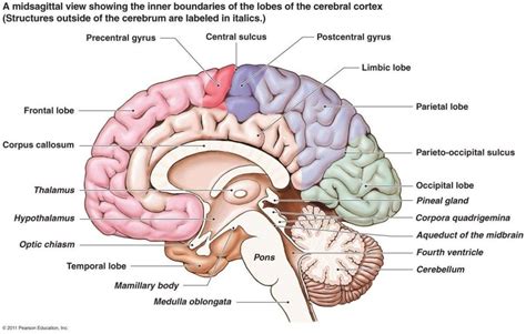 Bildergebnis für anatomy brain