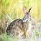 Image result for Rabbits of WNC