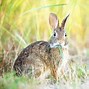 Image result for Rabbit Eating Hay