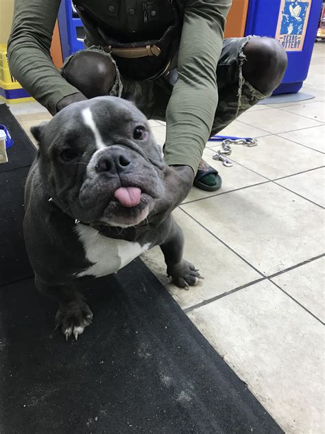 English Bulldog Mix With Pitbull