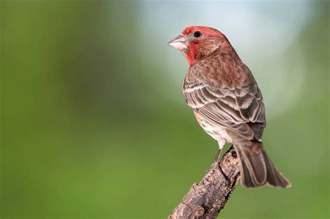 Birds In Nevada: 30 Species To Watch For In The Silver State