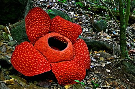 The Top 10 Rarest Flowers In The World at Lorenzo Pope blog