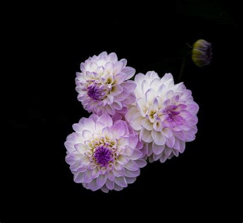 Black and Purple Nature 的图像结果