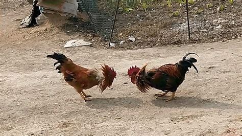 农村公鸡打架你们见过吗？,自然,动物,好看视频