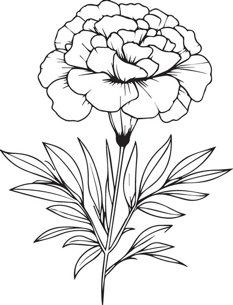 Simple marigold line drawing, marigold flower tattoo drawing ...