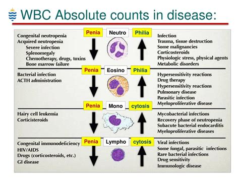PPT - Haematology for Dental Students - WBC Disorders PowerPoint Presentation - ID:8201941 - significance of high wbc count