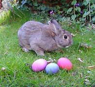 Image result for Infant Bunny